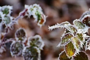МЧС Владимирской области предупреждает о заморозках на почве