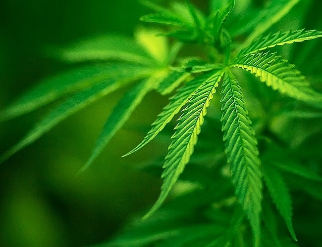 Огород, да не тот