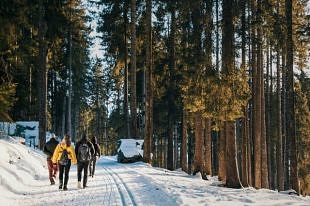 На восстановление лесов Владимирской области направят 400 млн рублей