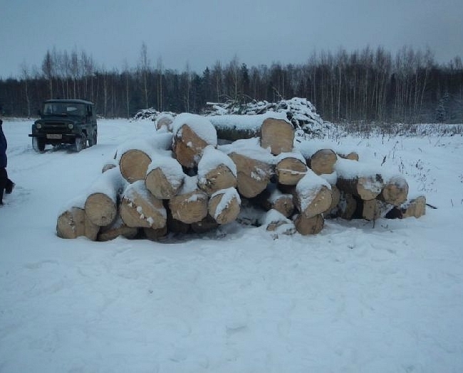 Сотрудник полиции покрывал черных лесорубов во Владимирской области